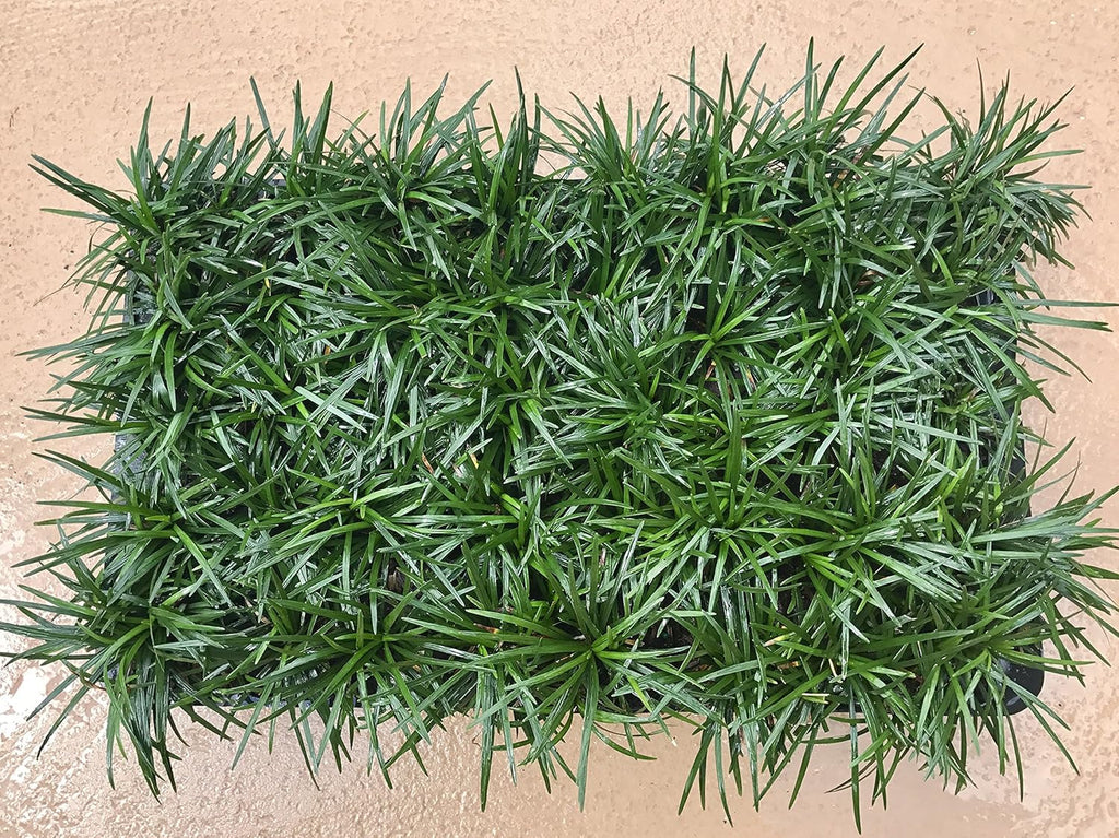 Dwarf Mondo Grass 40 Live Plants Shade Loving Evergreen Ground Cover K846223