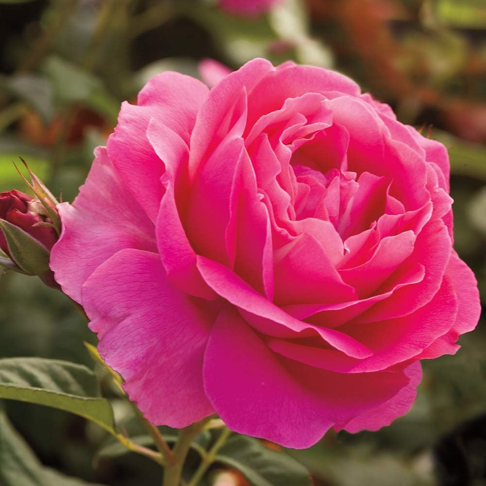 Pink Rose Bush Hybrid Tea Live Plant for Outdoor Planting S252