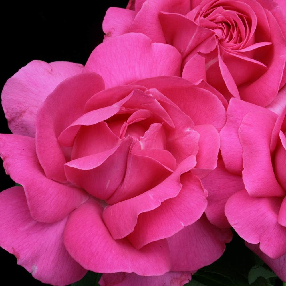 Pink Rose Bush Hybrid Tea Live Plant for Outdoor Planting S252