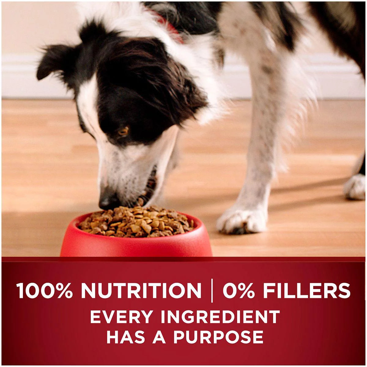 Adult Dry Dog Food Turkey and Venison Recipe B503