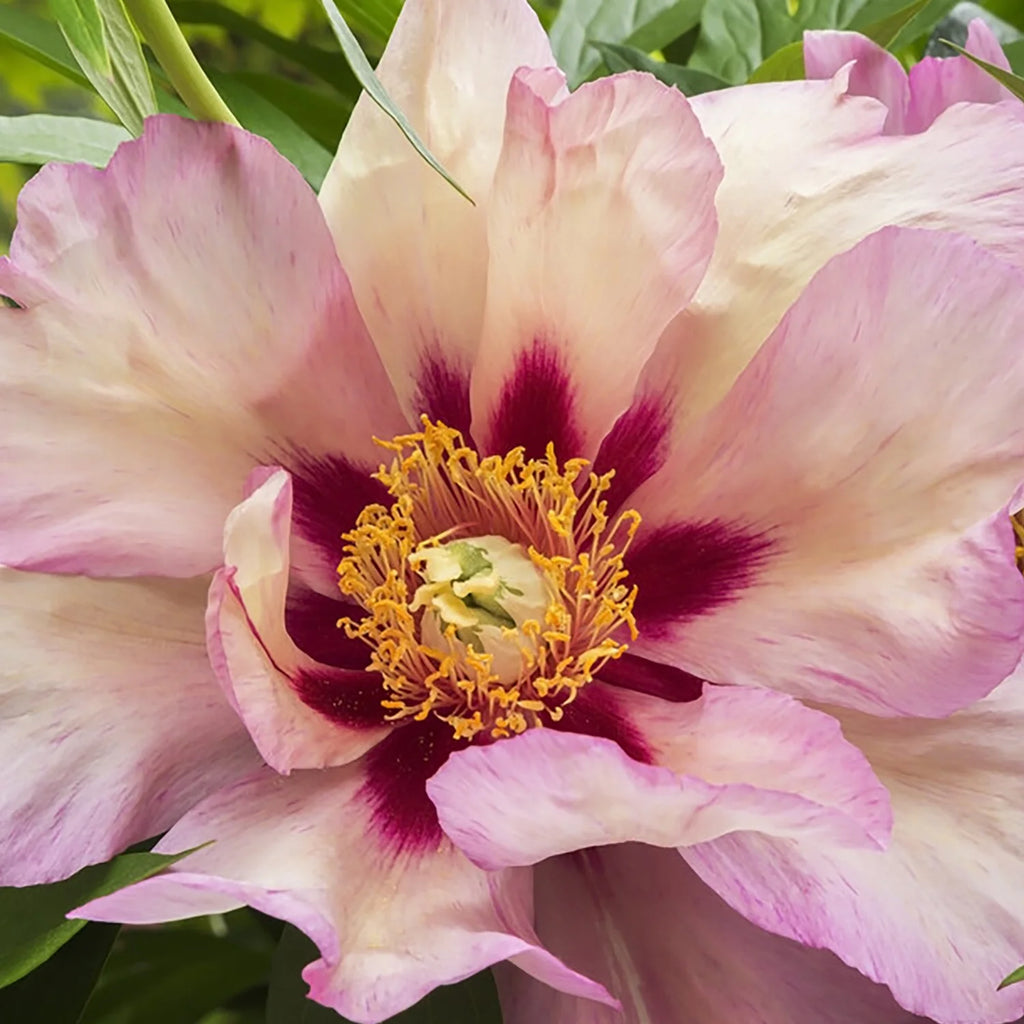 Van Zyverden Itoh Peony Callies Memory Set of 1 Plant Root Yellow Partial Sun Perennial Deer Resistant 1 lb
