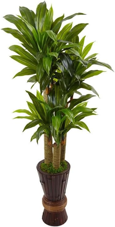 Island Interiors 5Ft. Cornstalk Dracaena Plant in Wooden Planter