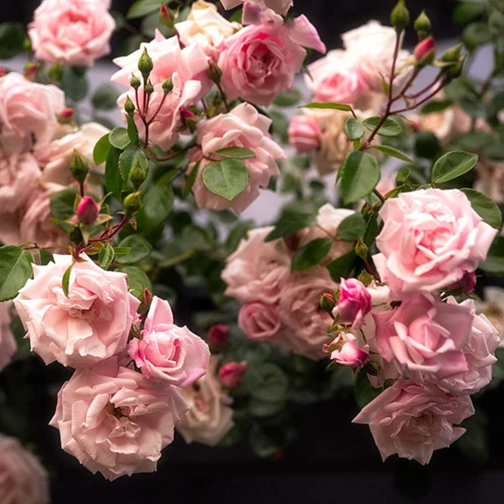 Climbing Rose Plant - New Dawn Pink Rose Bush for Outdoor Planting R867315