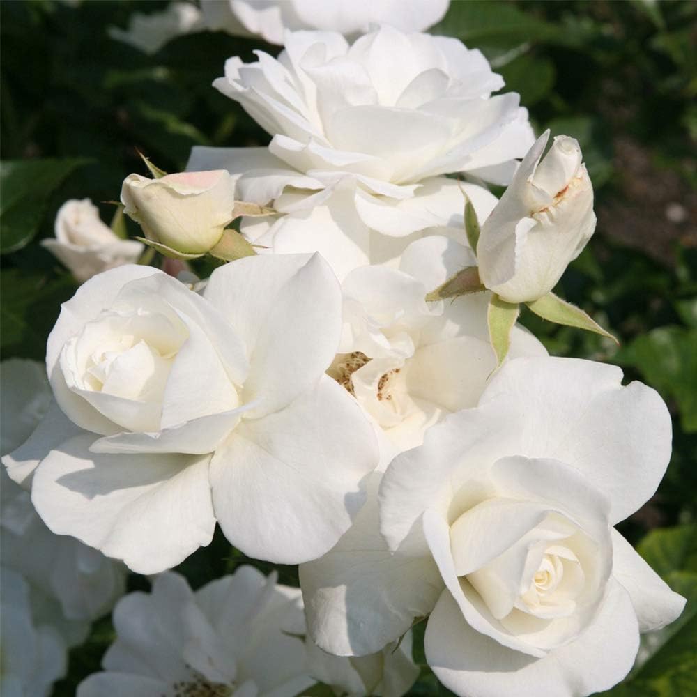 White Rose Bush Live Plant for Outdoor Planting Q8045