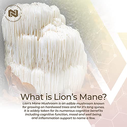 Lion's Mane Mushroom Capsules 500mg, 60 Count Y204208