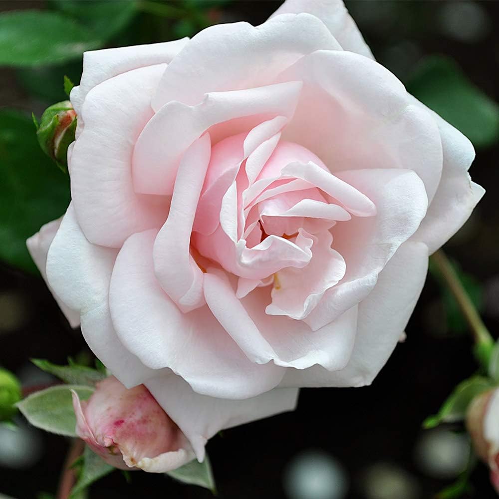 Climbing Rose Plant - New Dawn Pink Rose Bush for Outdoor Planting R867315