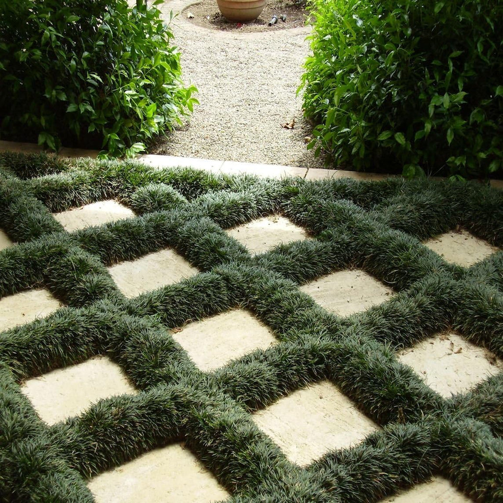Dwarf Mondo Grass 40 Live Plants Shade Loving Evergreen Ground Cover K846223