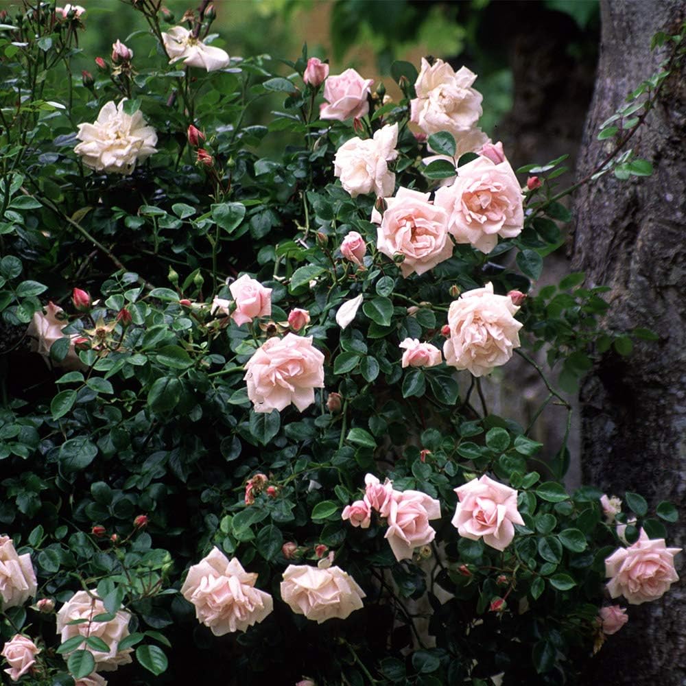 Climbing Rose Plant - New Dawn Pink Rose Bush for Outdoor Planting R867315