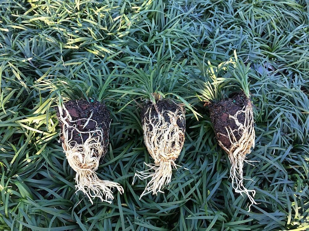 Dwarf Mondo Grass 40 Live Plants Shade Loving Evergreen Ground Cover K846223