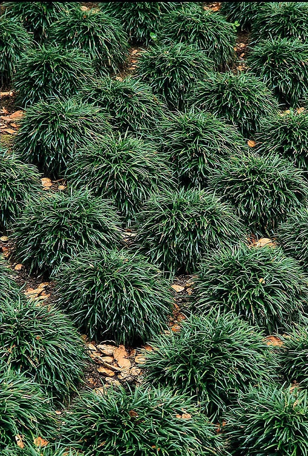 Dwarf Mondo Grass - 40 Live Plants - Shade Loving Evergreen Ground Cover Ophiopogon Japonicus Nanus