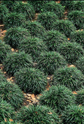 Dwarf Mondo Grass - 40 Live Plants - Shade Loving Evergreen Ground Cover Ophiopogon Japonicus Nanus