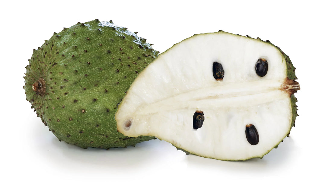 Soursop Tree Live Plant in 1 Gallon Pot, 1-2 Feet Tall, Tropical Edible Fruit Bearing Tree E660