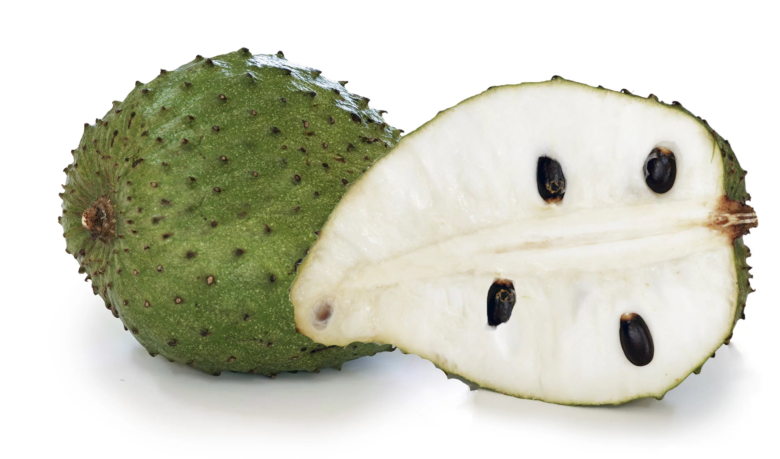 Soursop Tree Live Plant in 1 Gallon Pot, 1-2 Feet Tall, Tropical Edible Fruit Bearing Tree E660