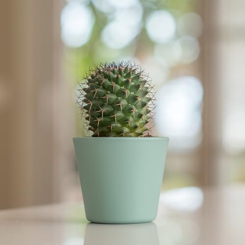 Cactus and Succulent Potting Mix, Fast Draining E2074