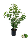 Soursop Tree - Live Tree in a 1 Gallon Pot - 1-2 Feet Tall - Annona Muricata - Tropical Edible Fruit Bearing Tree