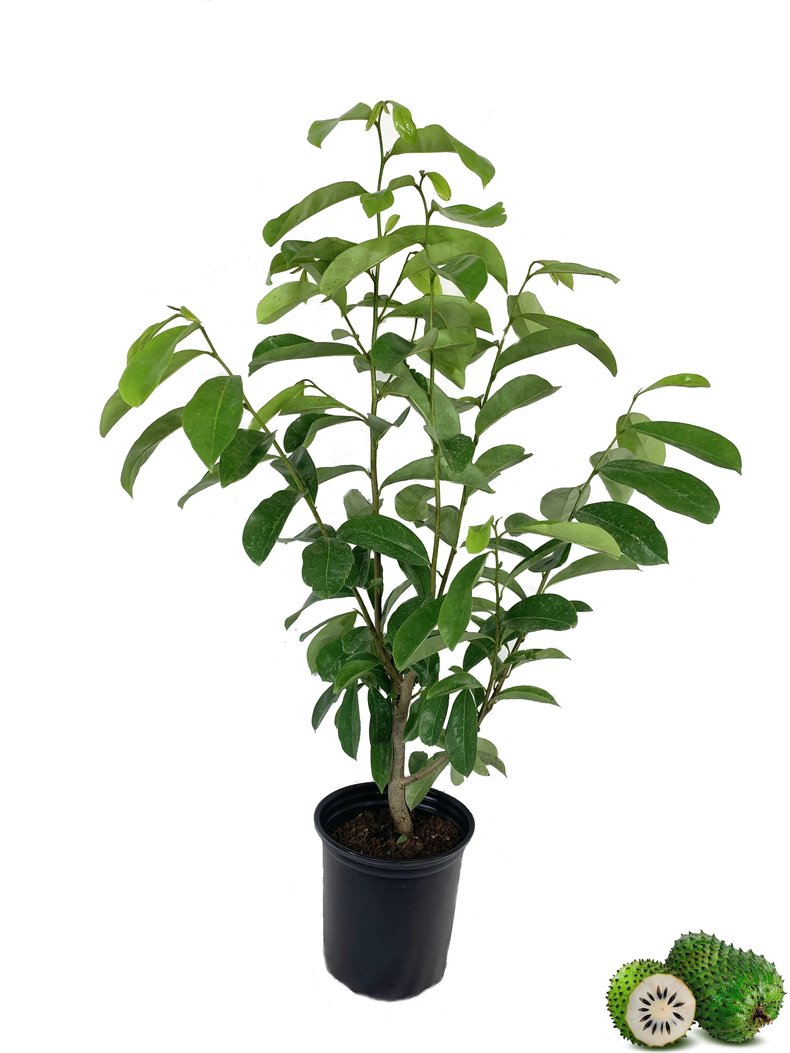 Soursop Tree - Live Tree in a 1 Gallon Pot - 1-2 Feet Tall - Annona Muricata - Tropical Edible Fruit Bearing Tree