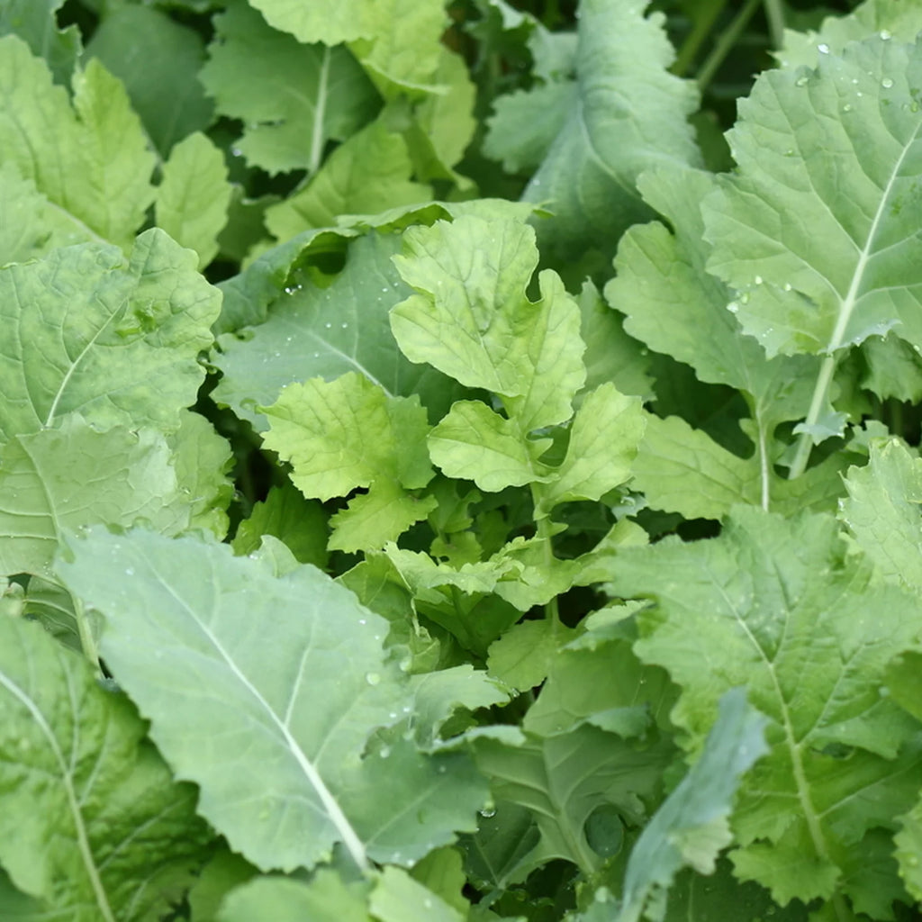 Beet Greens Kale Radish Deer Attractant Food Plot Seed R6201