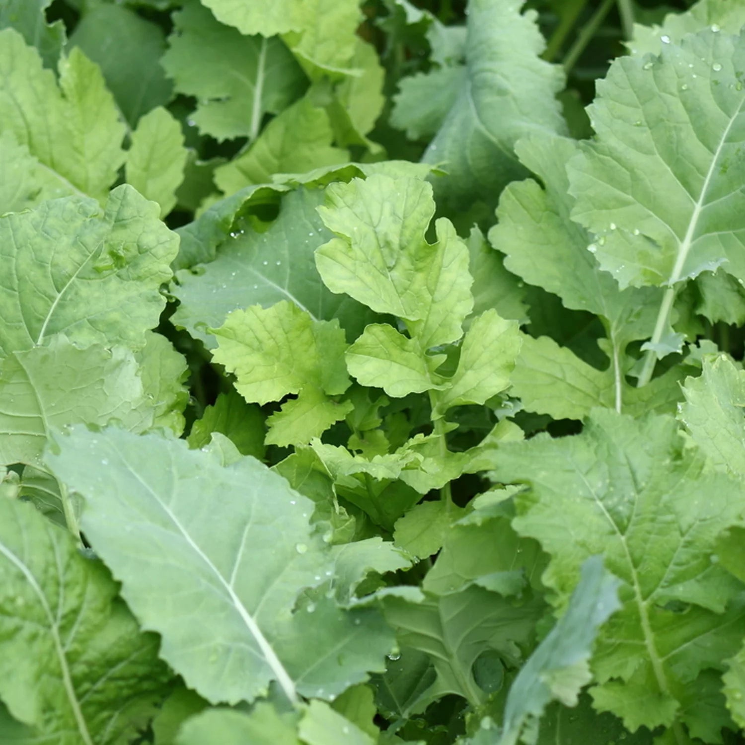 Beet Greens Kale Radish Deer Attractant Food Plot Seed R6201