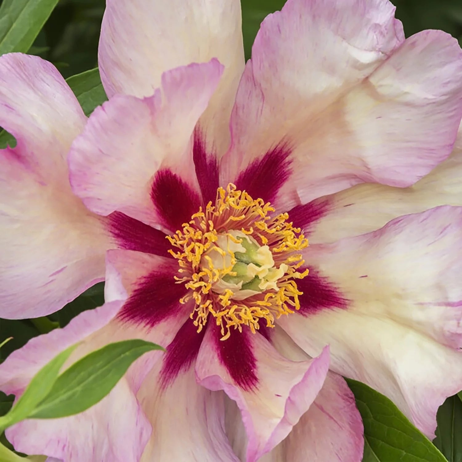 Itoh Peony Plant Root, Yellow, Partial Sun Perennial H3255