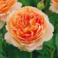 Heirloom Roses Carding Mill? Rose Bush - David Austin Rose Plant for Outdoor Planting