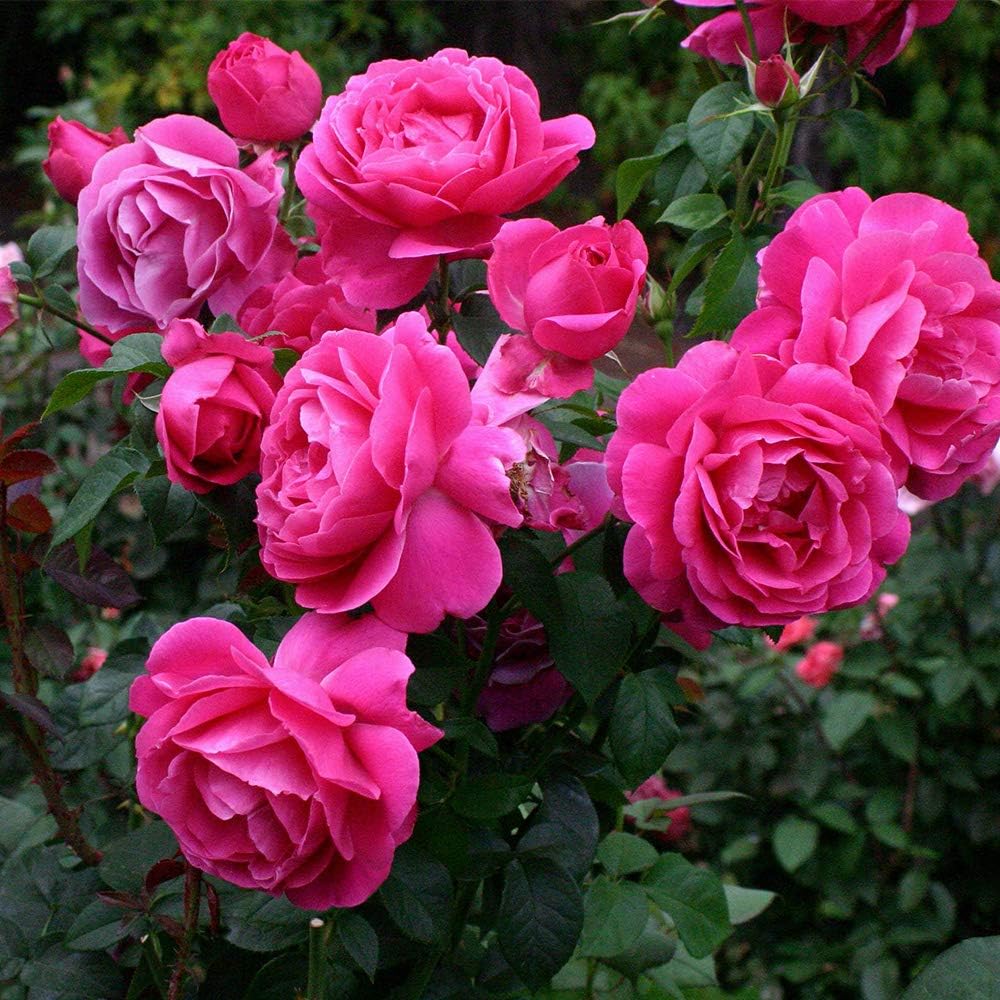 Heirloom Roses Rose Plant - Grande Dame? Pink Rose Bush, Hybrid Tea Live Plant for Planting Outdoors