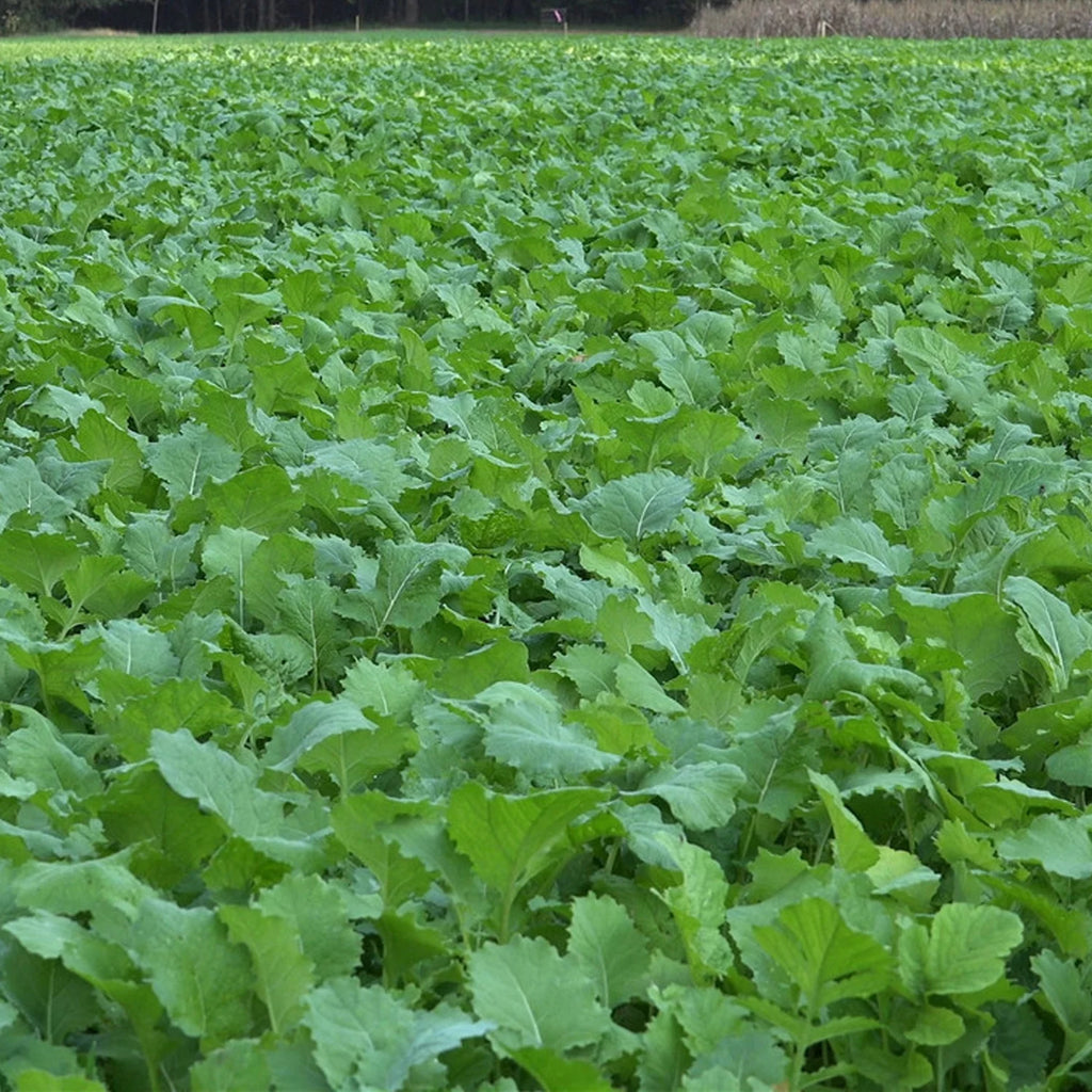 Beet Greens Kale Radish Deer Attractant Food Plot Seed R6201
