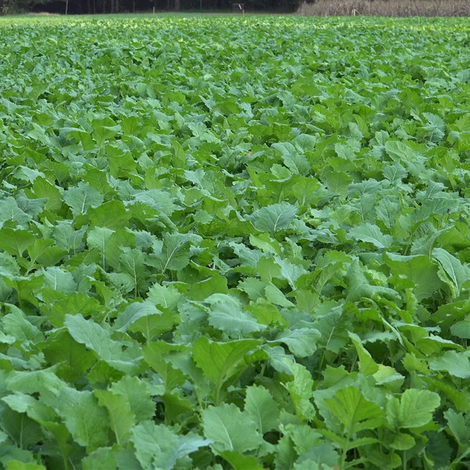 Beet Greens Kale Radish Deer Attractant Food Plot Seed R6201
