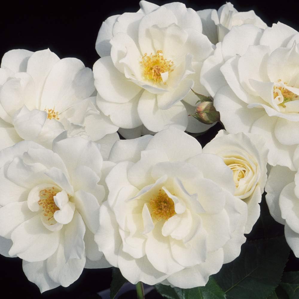 White Rose Bush Live Plant for Outdoor Planting Q8045